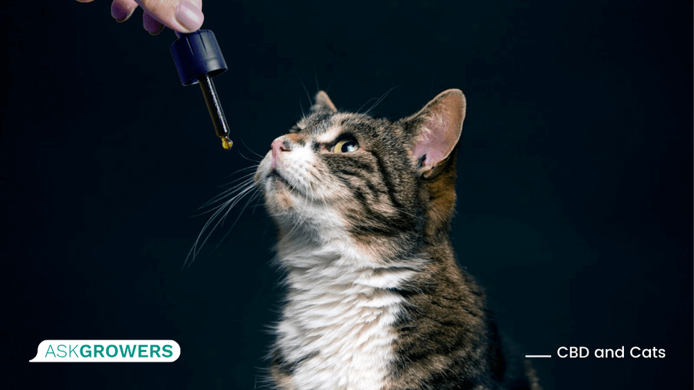 CBD for cats pain